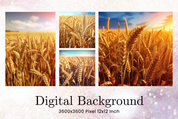 Field of Wheat Backgrounds: Golden Textures for Design